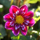 Dahlia Fantastico - BIO met Artstone pot