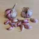 Knoflook Morado - BIO 