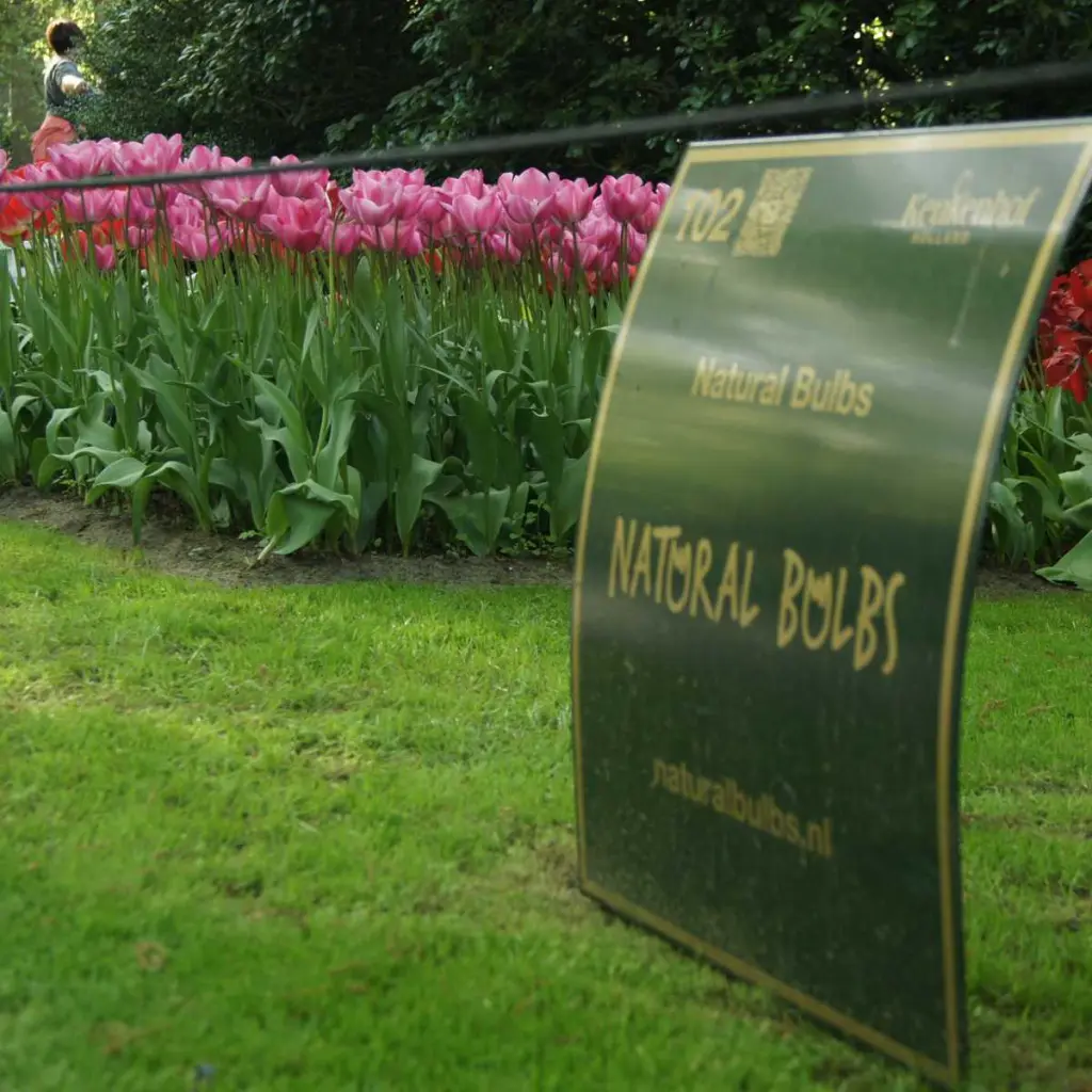 Tulipa-Tineke-vd-Meer-DSC09920.webp