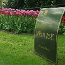 Tulipa-Tineke-vd-Meer-DSC09920.webp