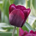 Tulipa-Ronaldo-DSC05066-2.webp