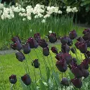 Tulipa-Ronaldo-DSC09938.webp