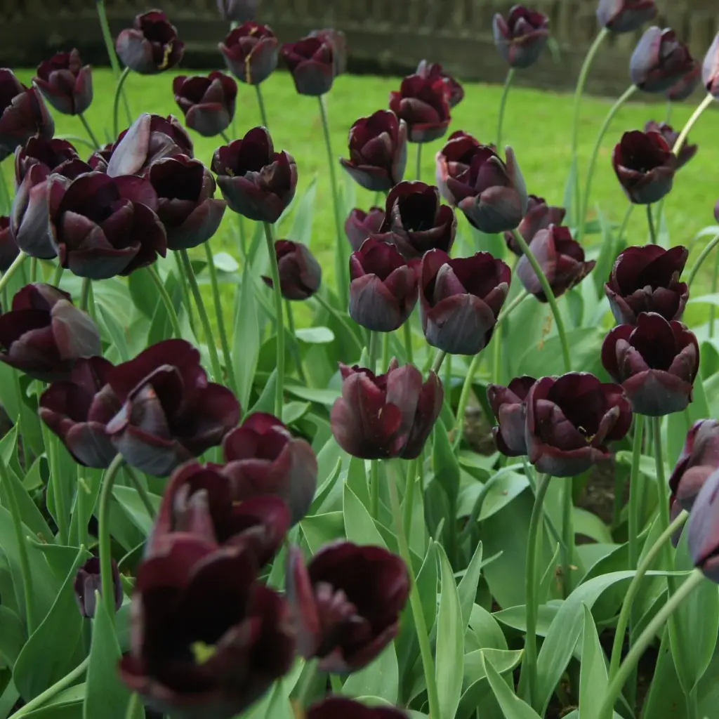Tulipa-Ronaldo-DSC09914.webp