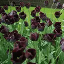 Tulipa-Ronaldo-DSC09914.webp