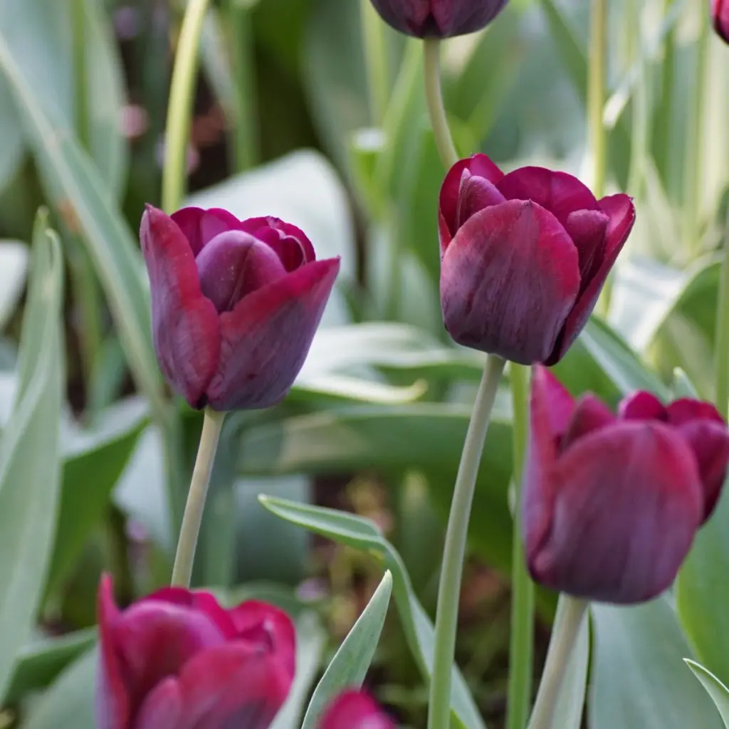 Tulipa-Ronaldo-DSC05066-3.webp