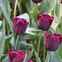 Tulipa-Ronaldo-DSC05066-3.webp
