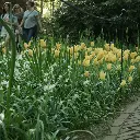 Tulipa-batalinii-Bronze-Charm-DSC09929.webp