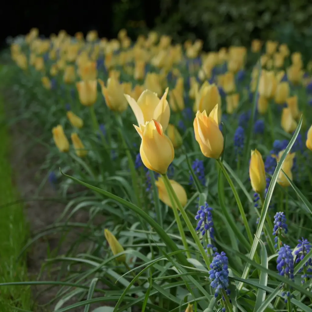 Tulipa-batalinii-Bronze-Charm-DSC09934.webp