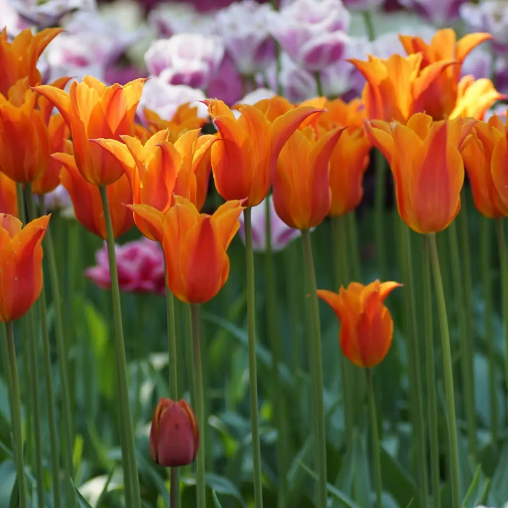 Tulipa-Ballerina-DSC05057.webp