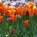 Tulipa-Ballerina-DSC05057.webp