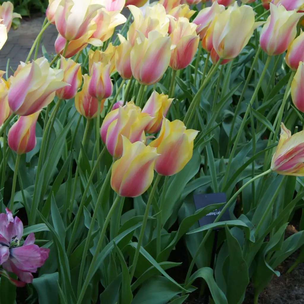 Tulipa-Blushing-Lady-DSC09961.webp