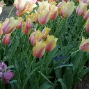 Tulipa-Blushing-Lady-DSC09961.webp