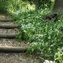 Allium-ursinum-DSC09898.webp