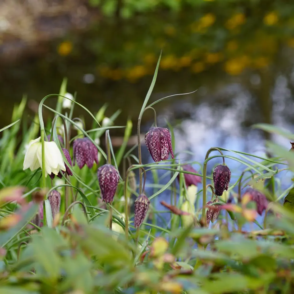 Fritillaria-meleagris DSC09227.webp