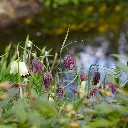 Fritillaria-meleagris DSC09227.webp