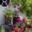 Dahlia-(ibulb 249213).webp