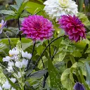 Dahlia-Le-Baron (ibulb 248868).webp