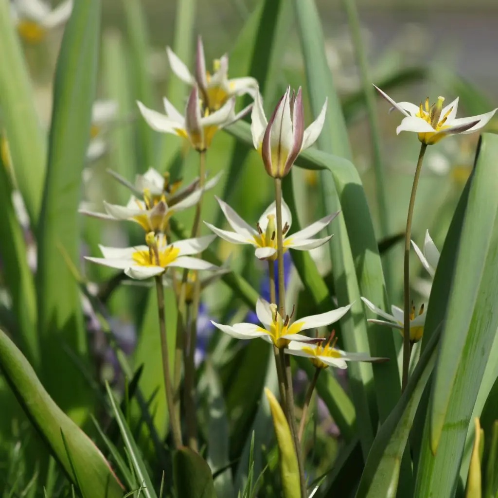 Tulipa-turkestanica-DSC06454.webp