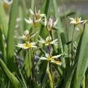 Tulipa-turkestanica-DSC06454.webp
