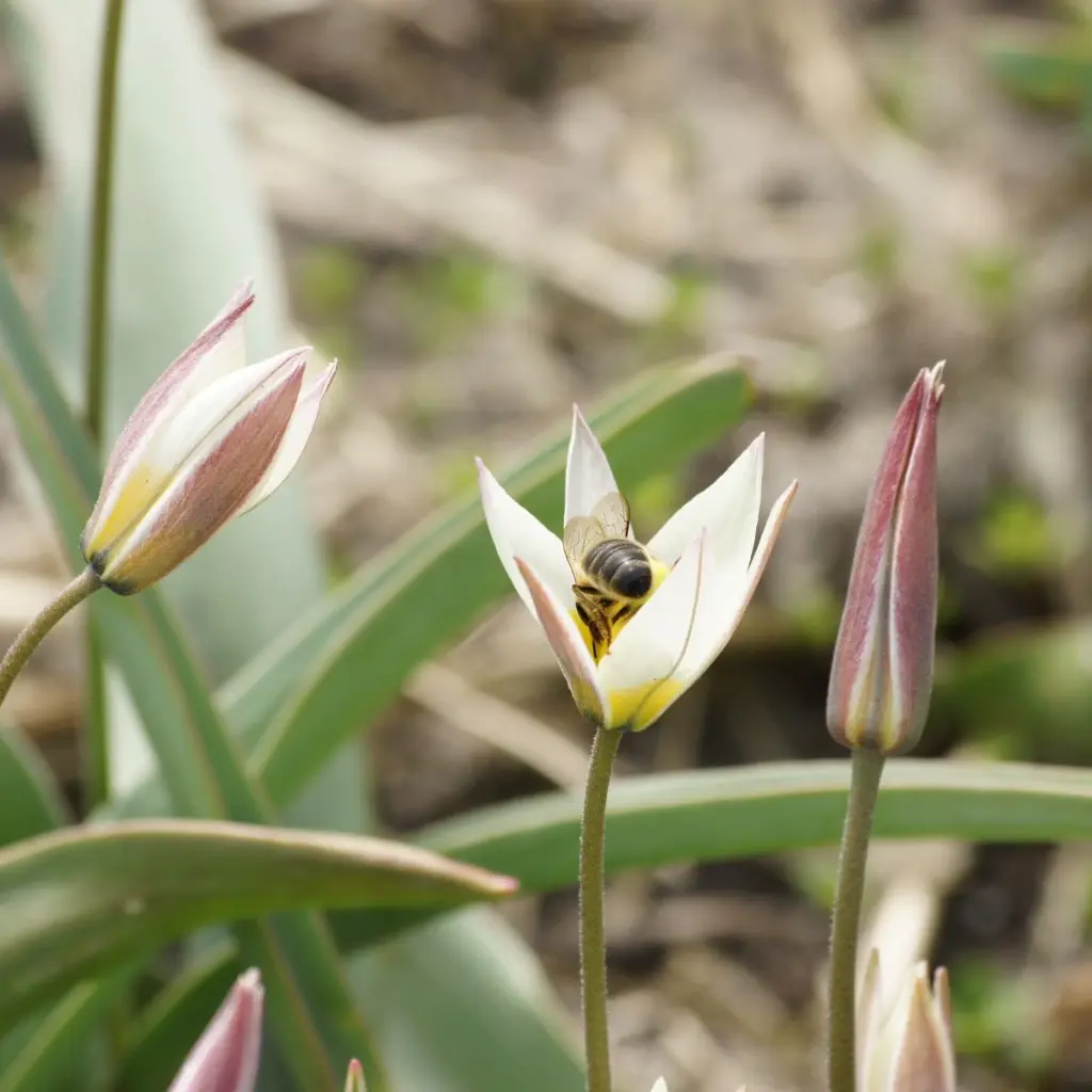 tulipa-turkestanica-bij-DSC07670.webp