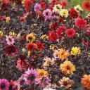 Dahlia-mix-Preijde (DSC05845 1200px).webp