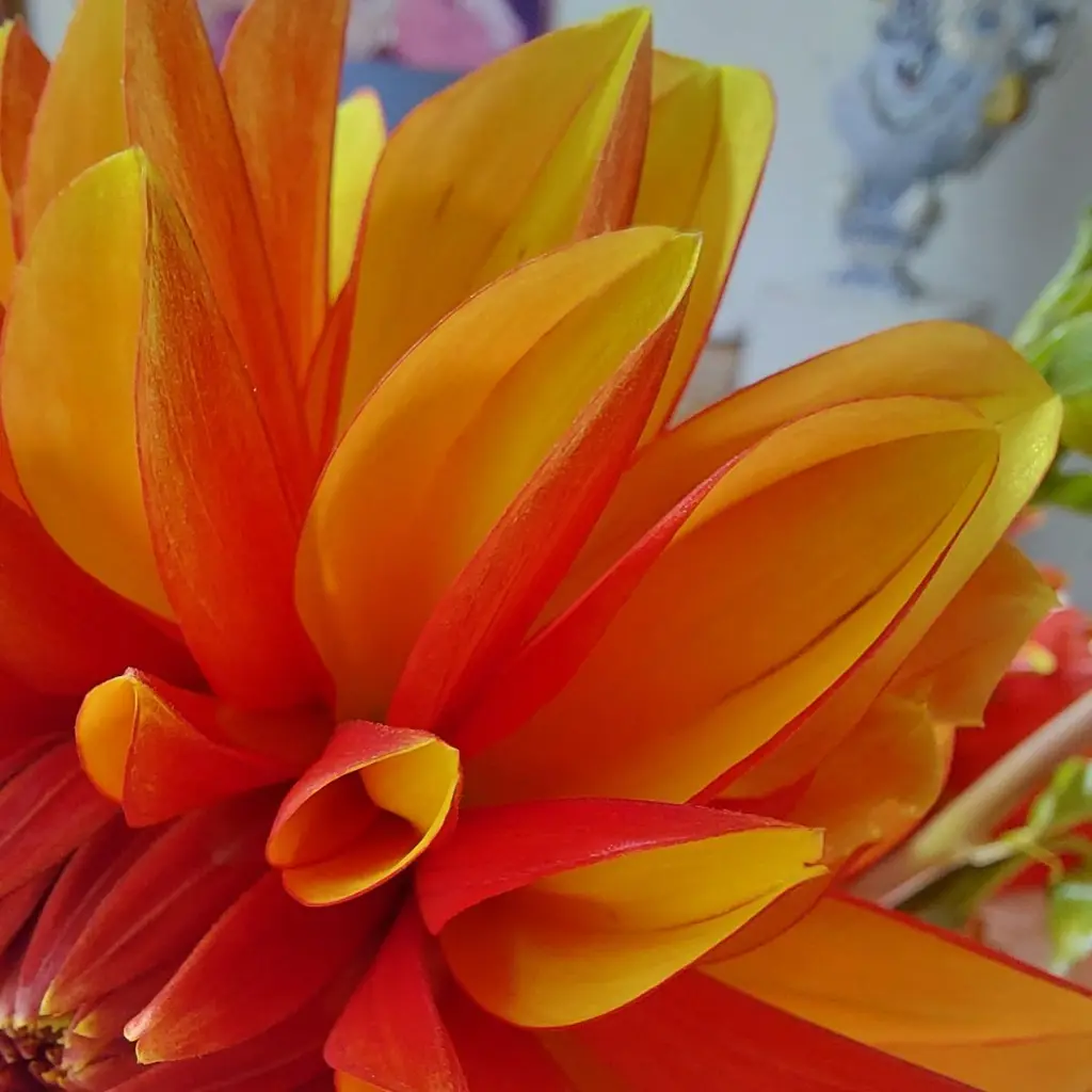 Dahlia-Japlou (20250906_115117).webp