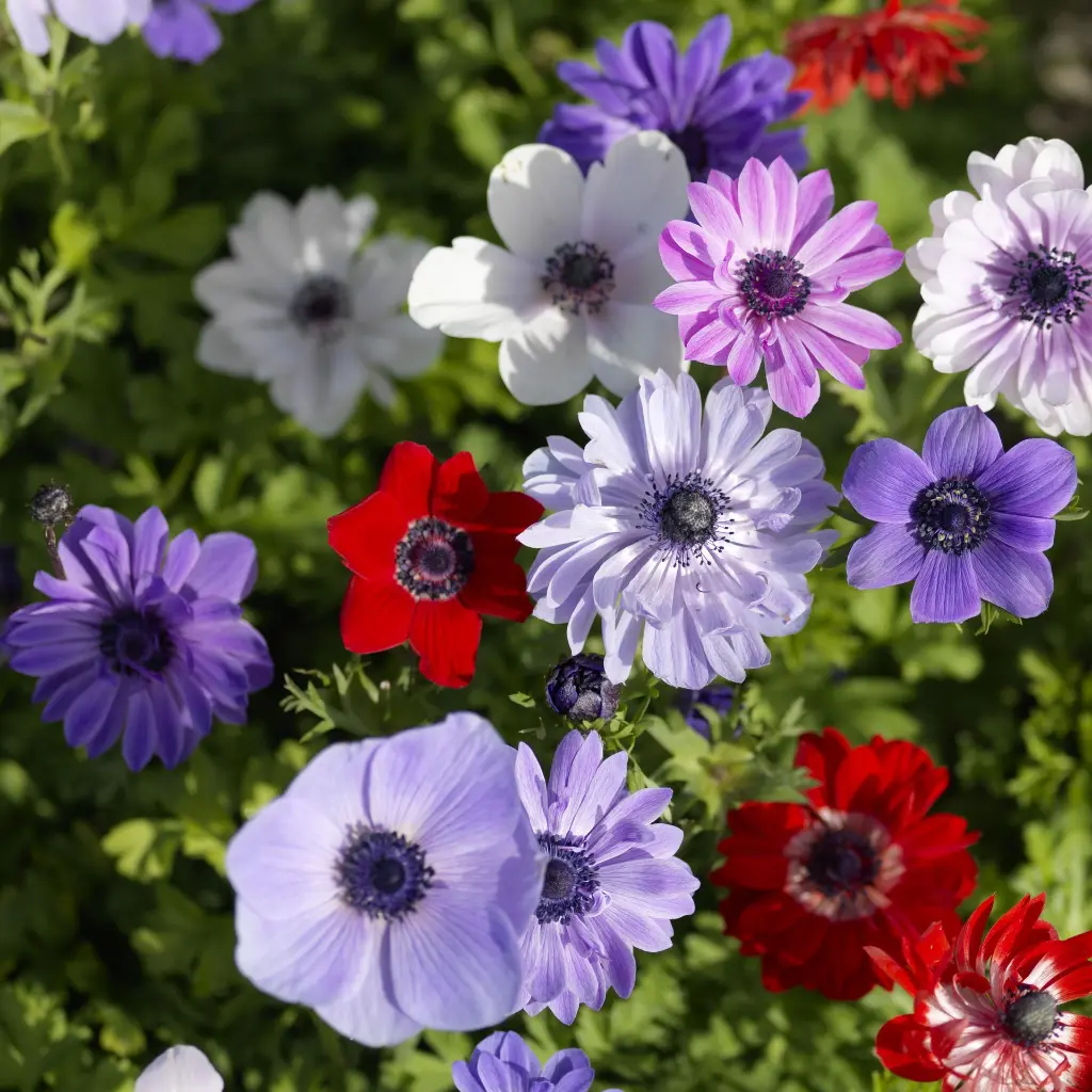Anemone-coronaria-de-caen-mix-205418 (ibulb).webp