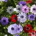 Anemone-coronaria-de-caen-mix-205418 (ibulb).webp