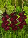 Gladiolus-Black-Surprise (ibulb 201422).webp