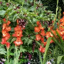 252317-Sword Lily-Gladiolus-Red 1x1.webp