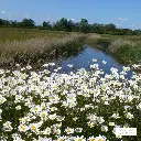 Leucanthemum-vulgare (CC SA 2.0 Bob Harvey 4514591) (1).webp