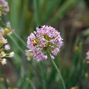 B8086 Sierui - Allium Senescens  (AdobeStock_630784007).webp