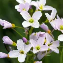 B8087 Pinksterbloem - Cardamine pratensis (1ApakgiCm4w-unsplash).webp