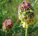 Sanguisorba-minor (Fornax  CC BY-SA 3.0 id=4041200).webp