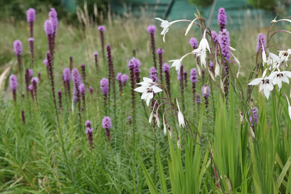 Acidanthera en Liatris DSC05359.webp