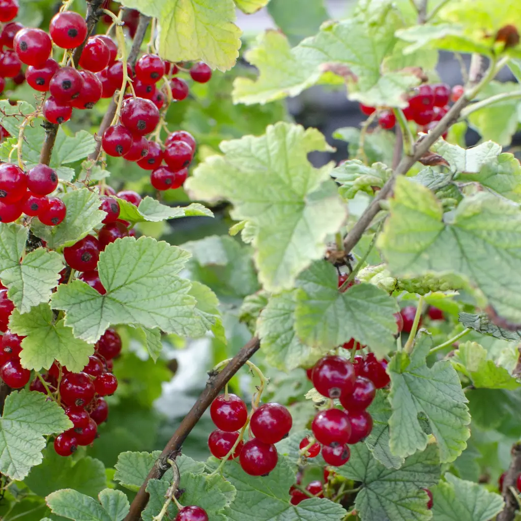 Ribes rubrum 'Jonkheer van Tets'_semiclose (hogeveen).BIO