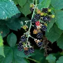 Rubus fruticosus Black Satin(unsplash) BIO