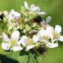 Rubus Idaeus Twotimer Sugana Red framboos_bloem(hogeveen) BIO