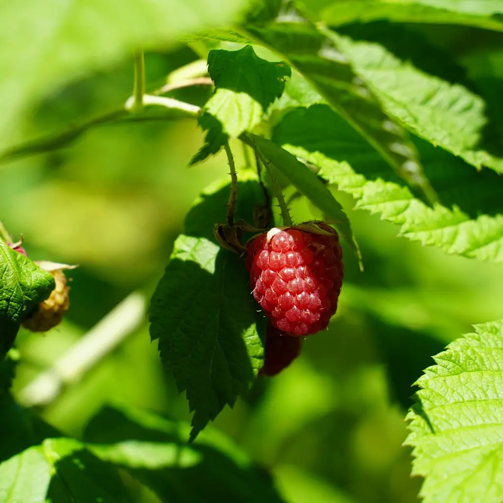 Rubus Idaeus Twotimer Sugana Red(unsplash) BIO