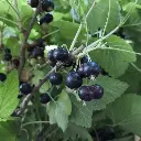 Ribes nigrum Black Marble (unsplash) BIO