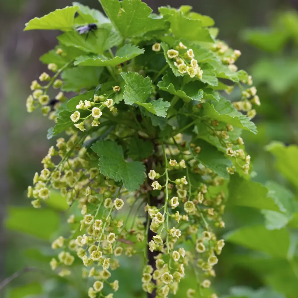 Ribes nigrum Ben (Hogeveen) BIO