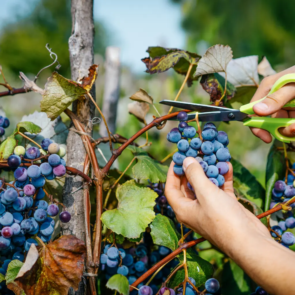 Vitis Boskoop Glory  knippen (canva pro).BIO