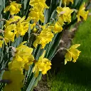Narcissus-Standard-Value (EBR) (5).webp