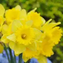 Narcissus-Standard-Value (EBR) (3).webp