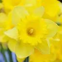 Narcissus-Standard-Value (EBR) (2).webp