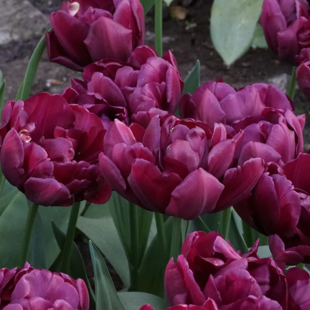 Tulipa-Alison-Bradley DSC06216.webp