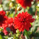 Dahlia-decoratief-rood DSC05225-1200px.webp
