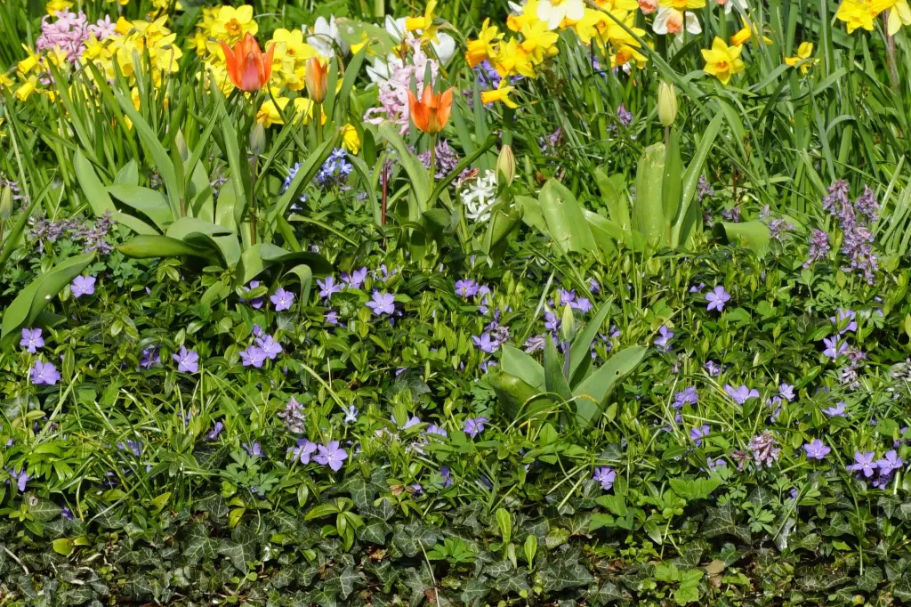 Vinca-minor DSC09038.webp