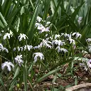 Chionodoxa-alba DSC04254.webp