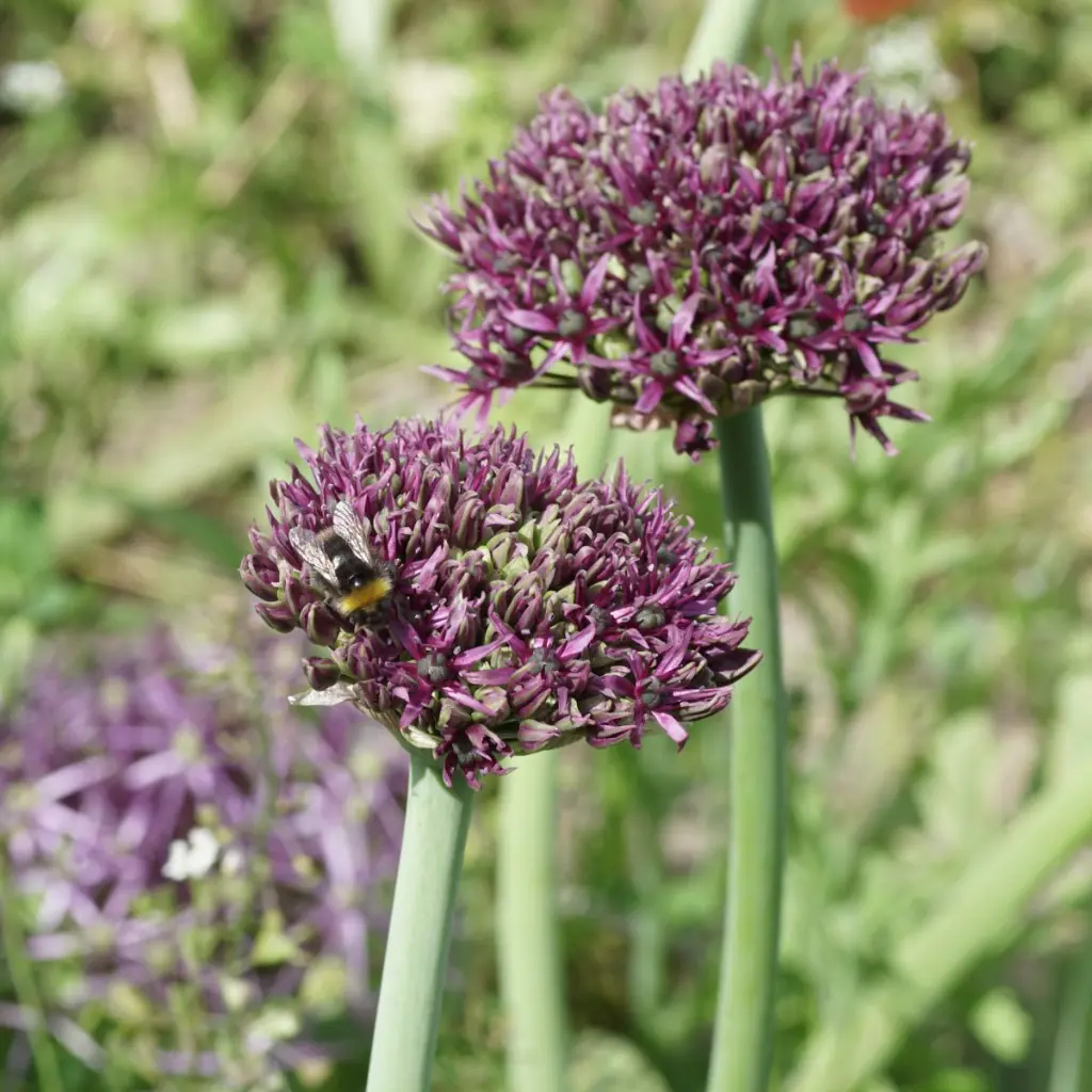 Allium-Magic DSC06392.webp